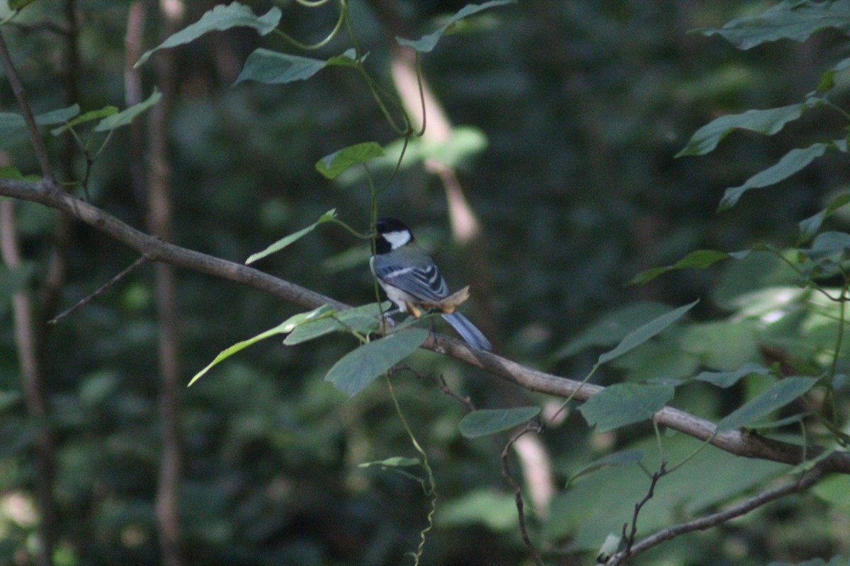 Asian Tit - ML642697636