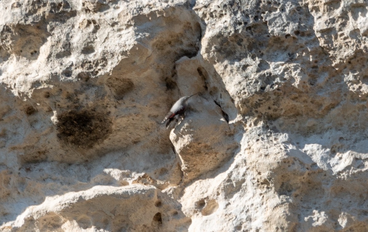 Wallcreeper - ML642697637