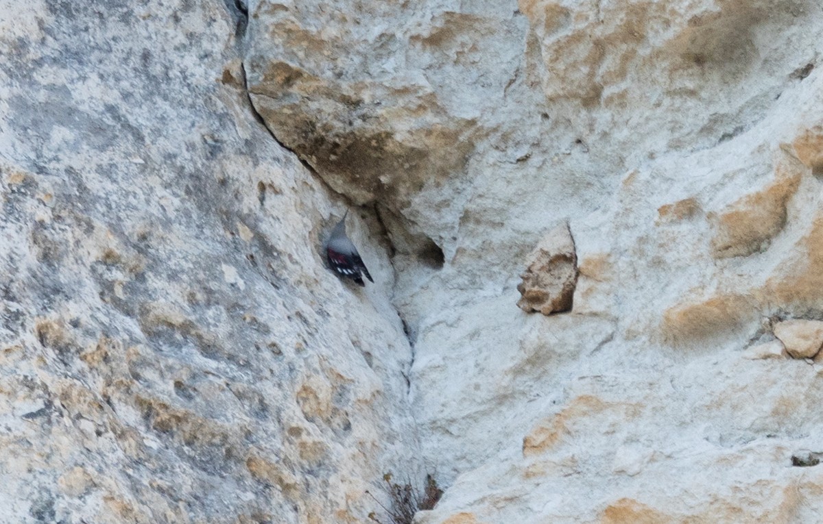 Wallcreeper - ML642697638