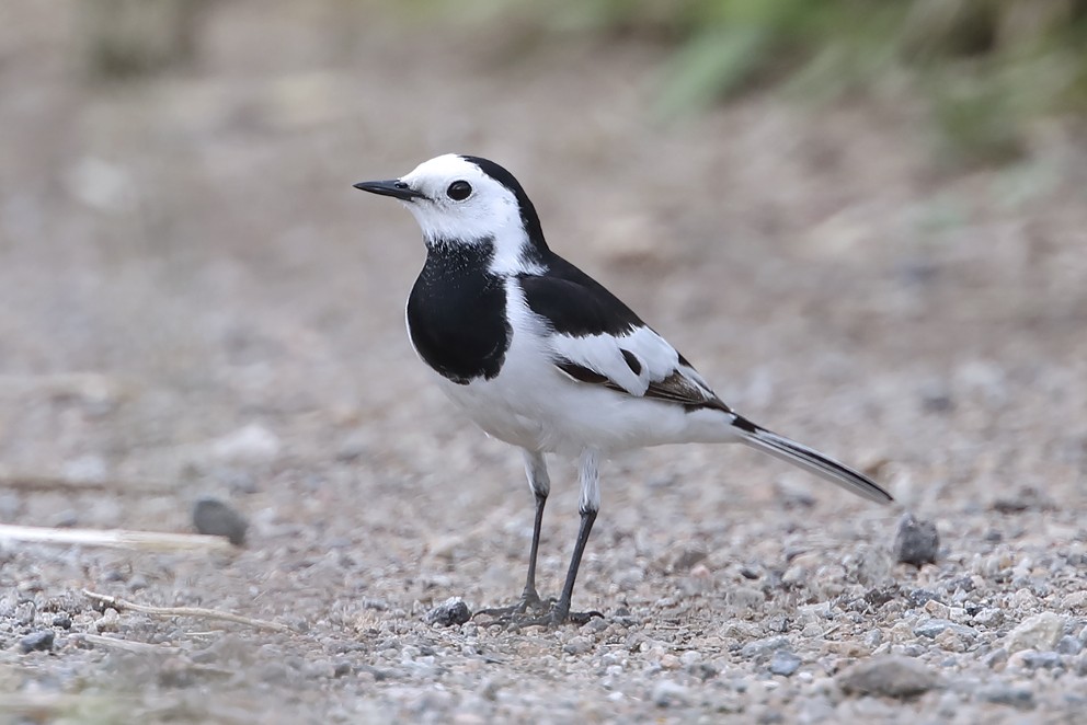 White Wagtail (Chinese) - ML642697639