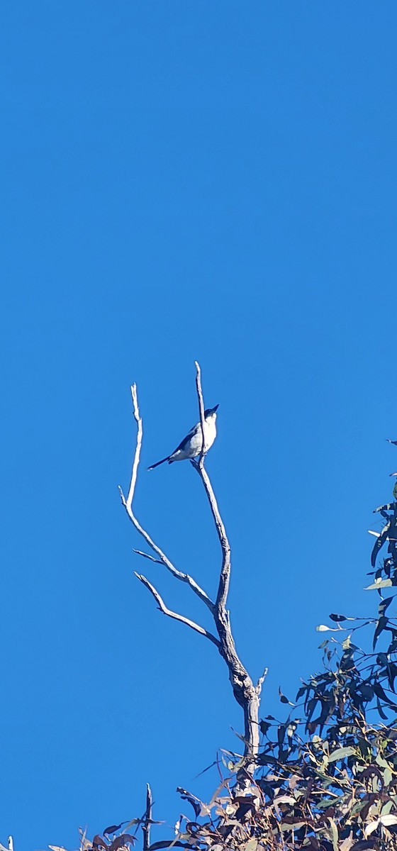 Gray Butcherbird - ML642697640