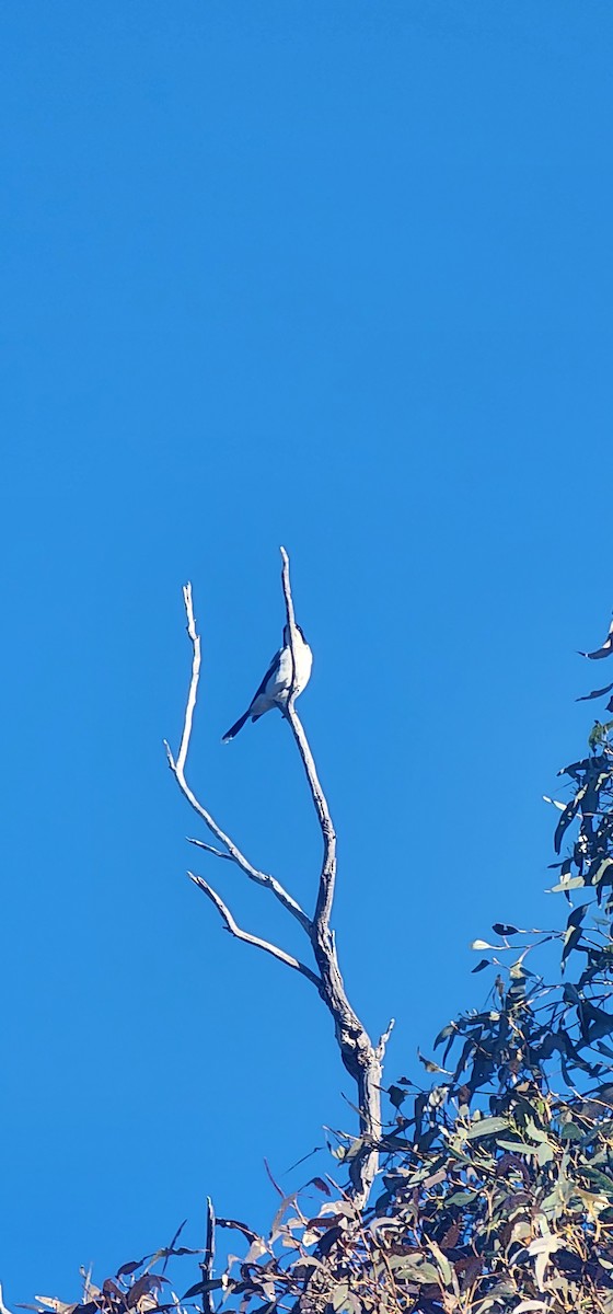Gray Butcherbird - ML642697641
