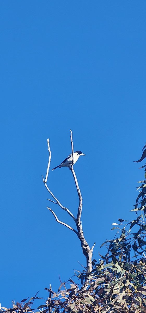 Gray Butcherbird - ML642697642