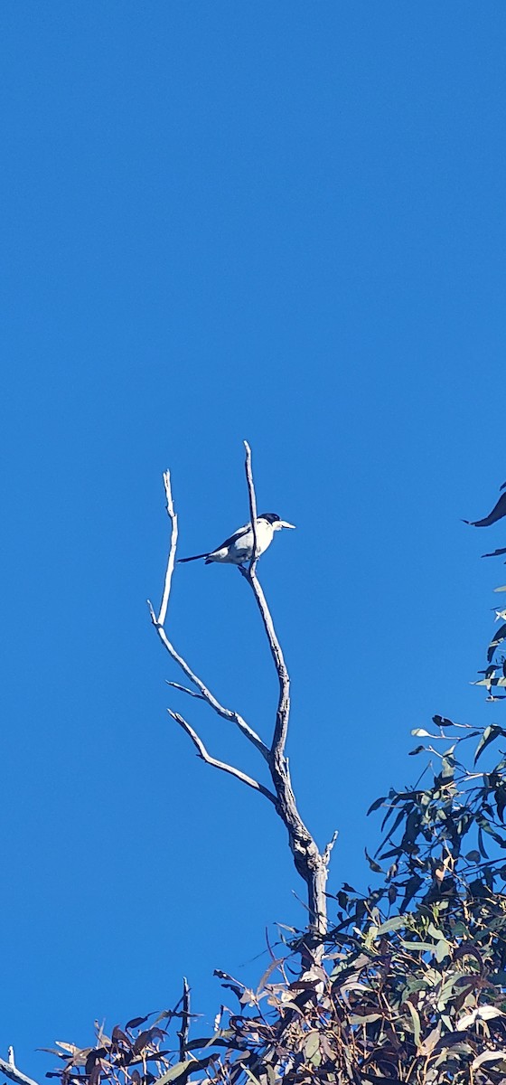 Gray Butcherbird - ML642697644