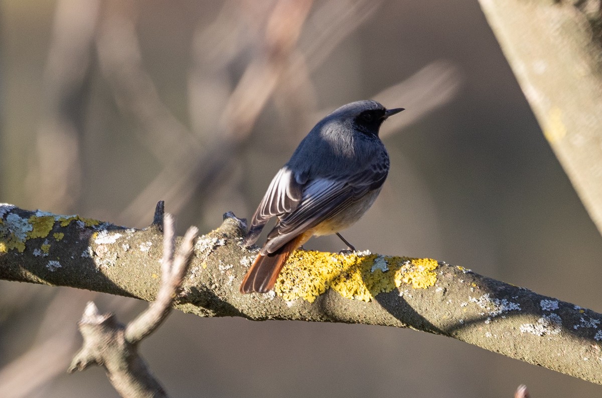 Black Redstart - ML642697645
