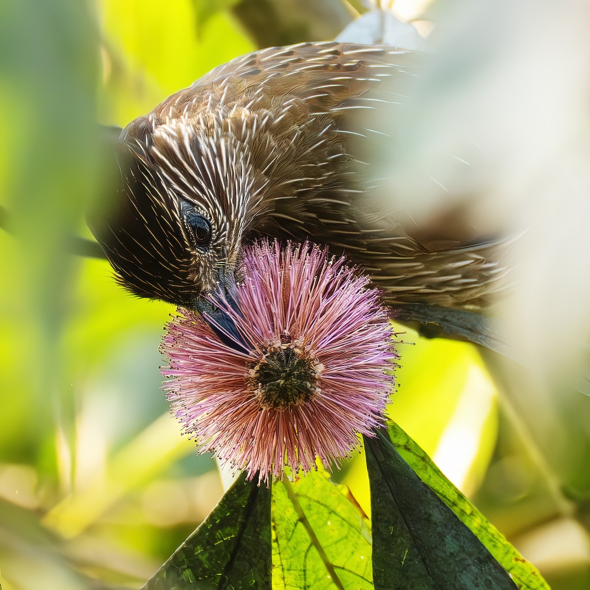 Striated Laughingthrush - ML642697646