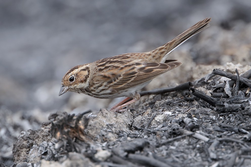 Little Bunting - ML642697647