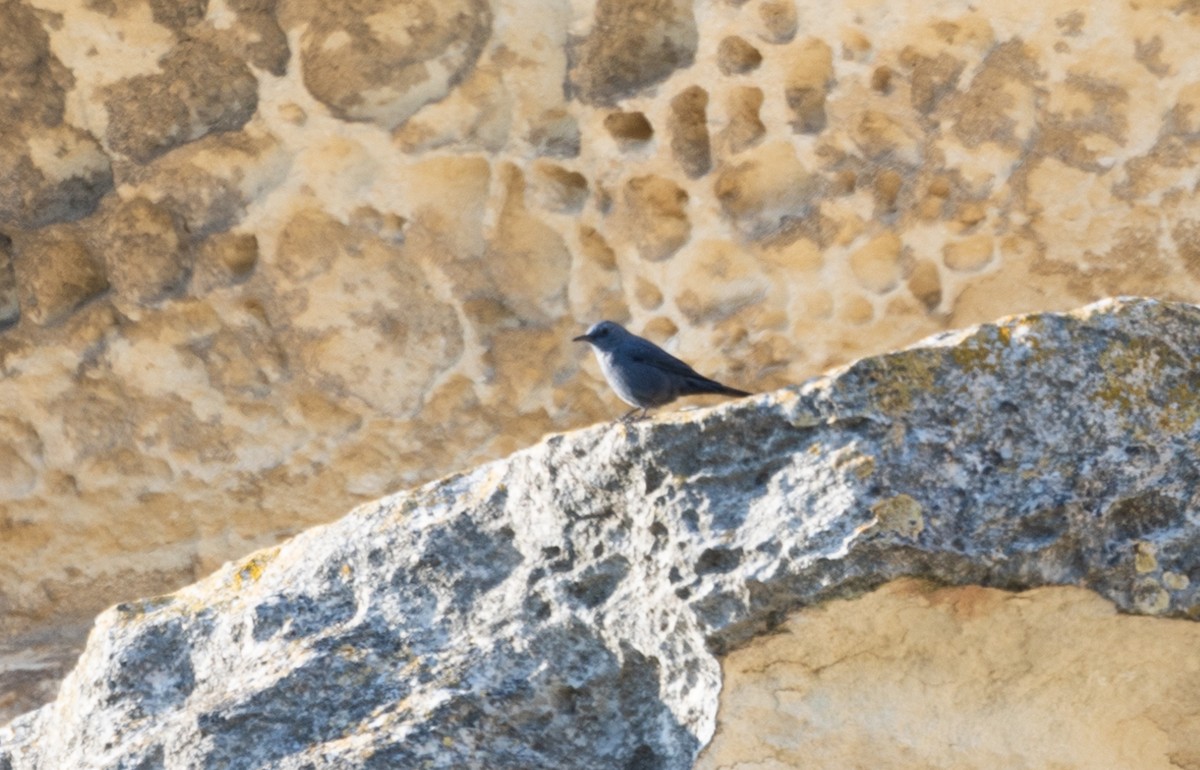 Blue Rock-Thrush - ML642697648