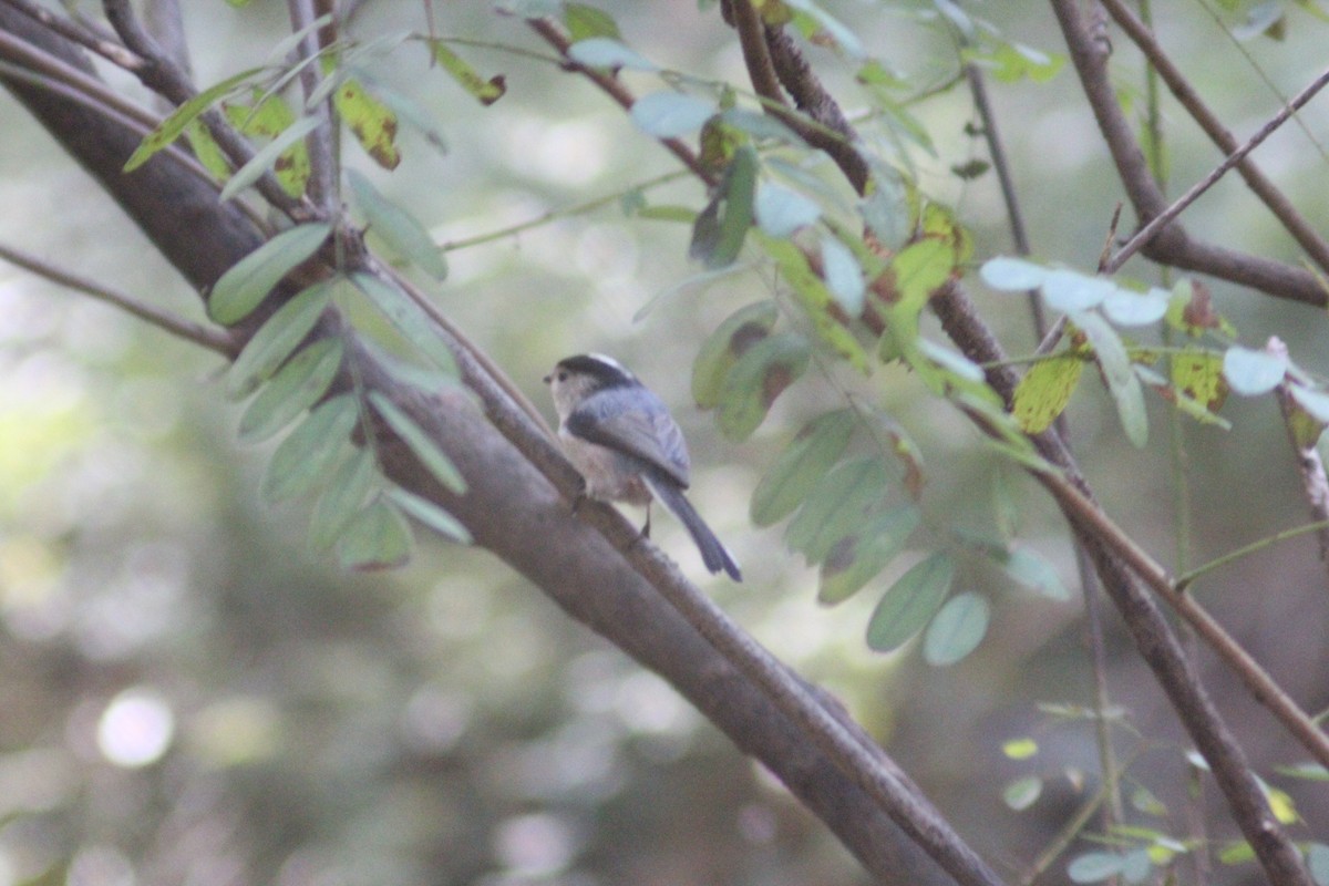 Silver-throated Tit - ML642697662