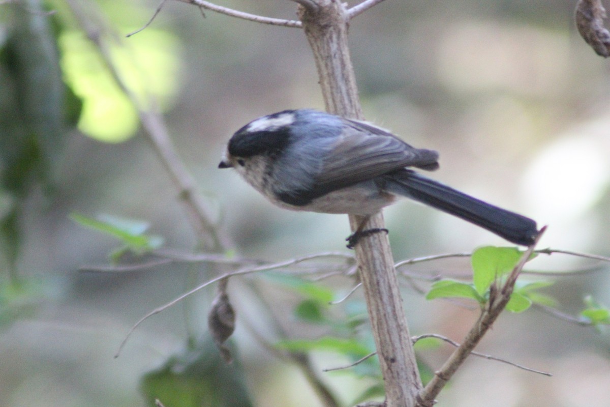 Silver-throated Tit - ML642697663