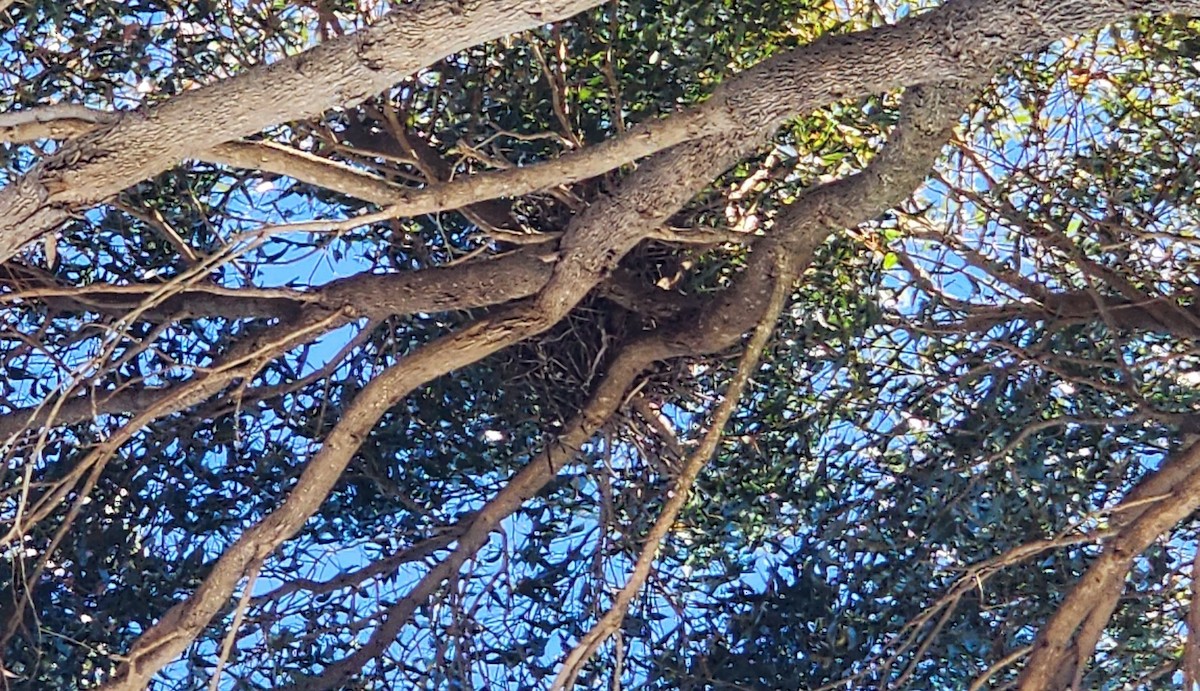 Australian Raven - ML642697664