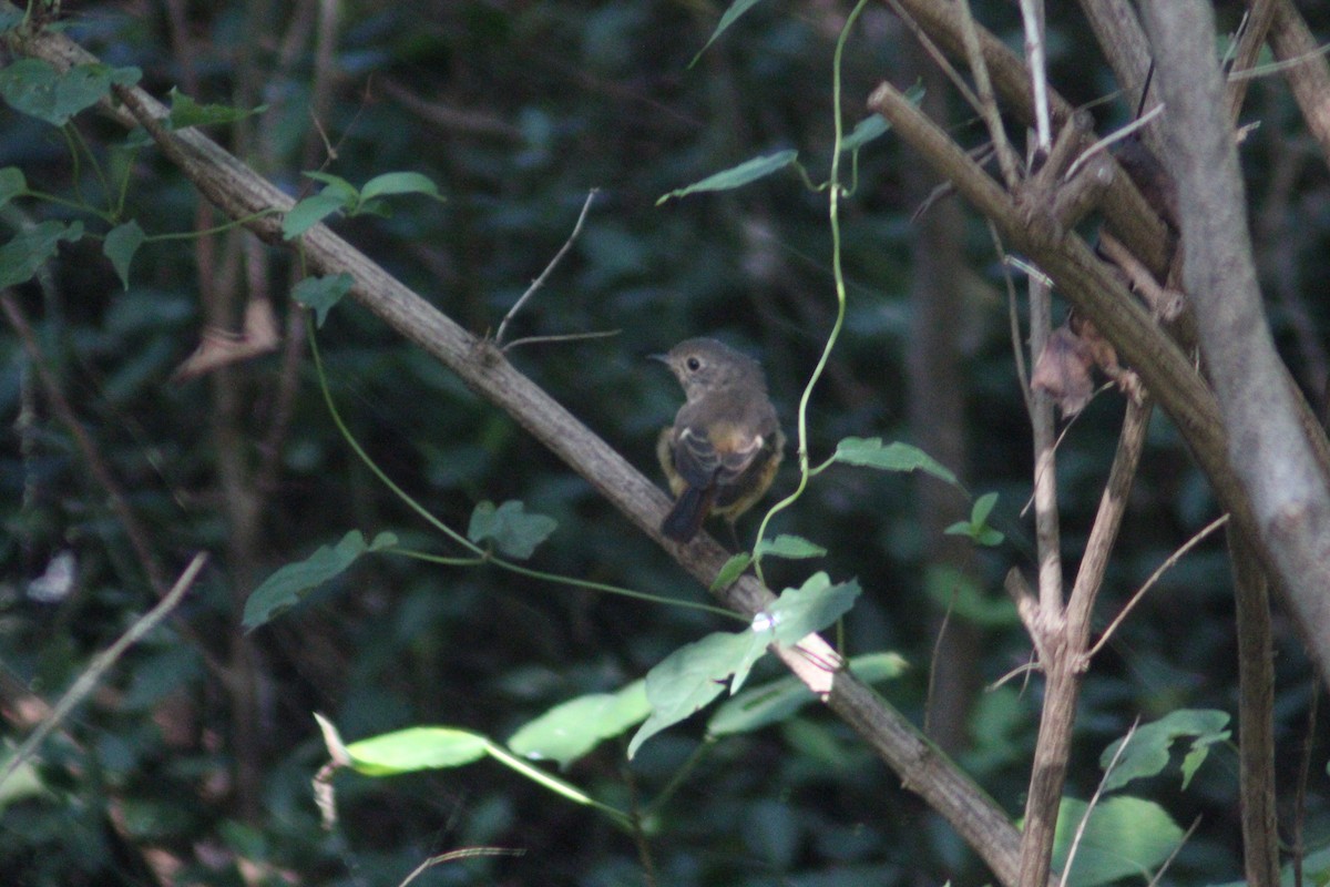 Daurian Redstart - ML642697665