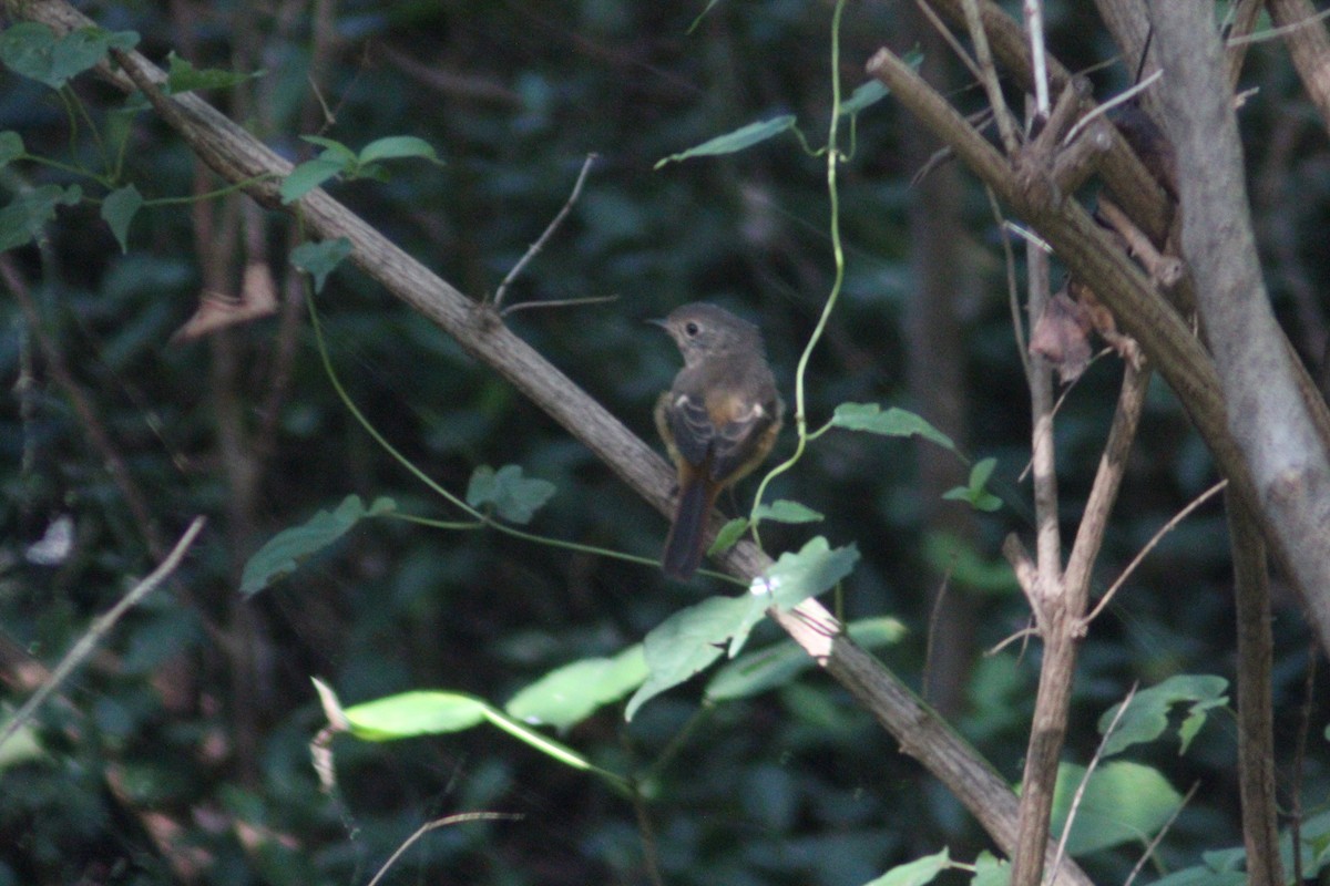 Daurian Redstart - ML642697666