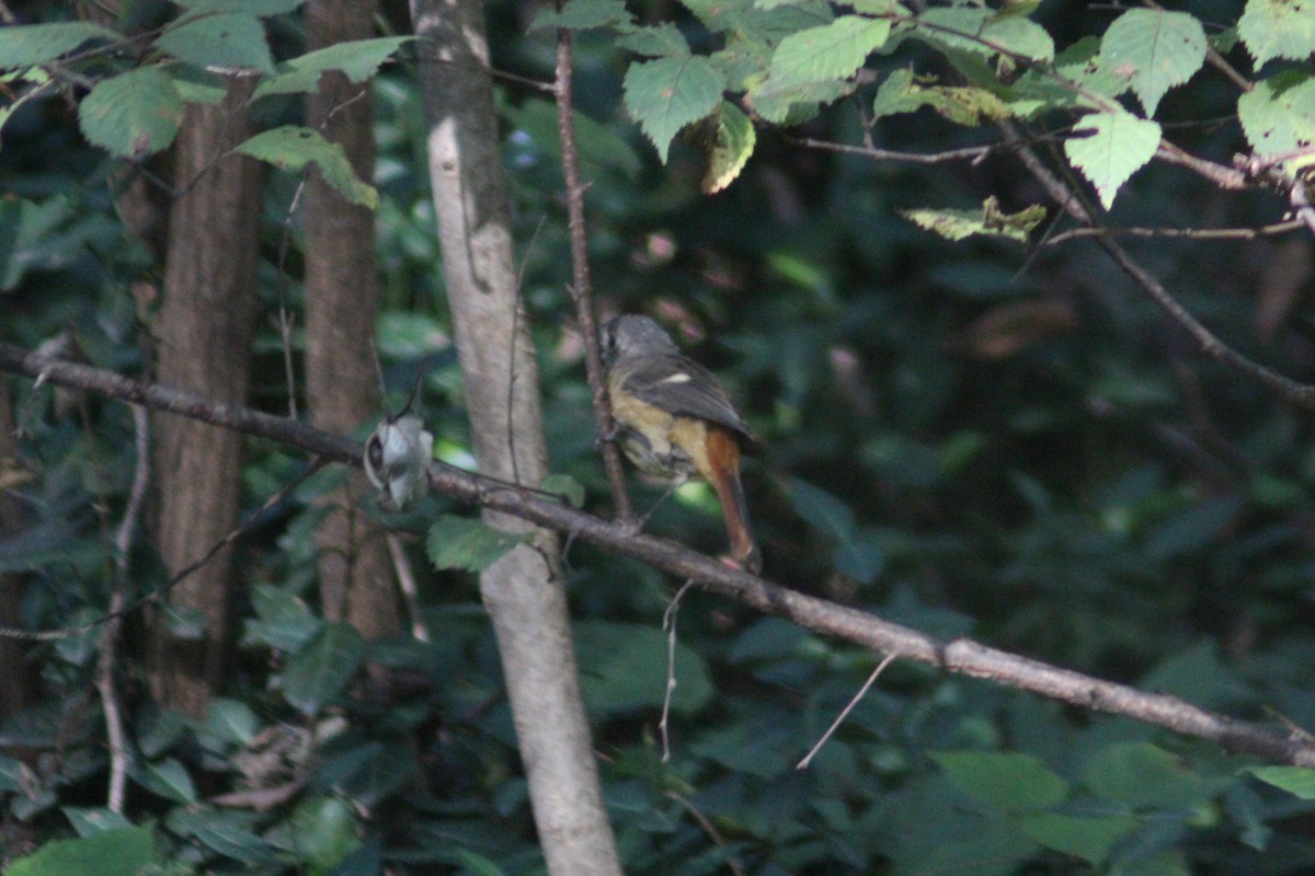 Daurian Redstart - ML642697667