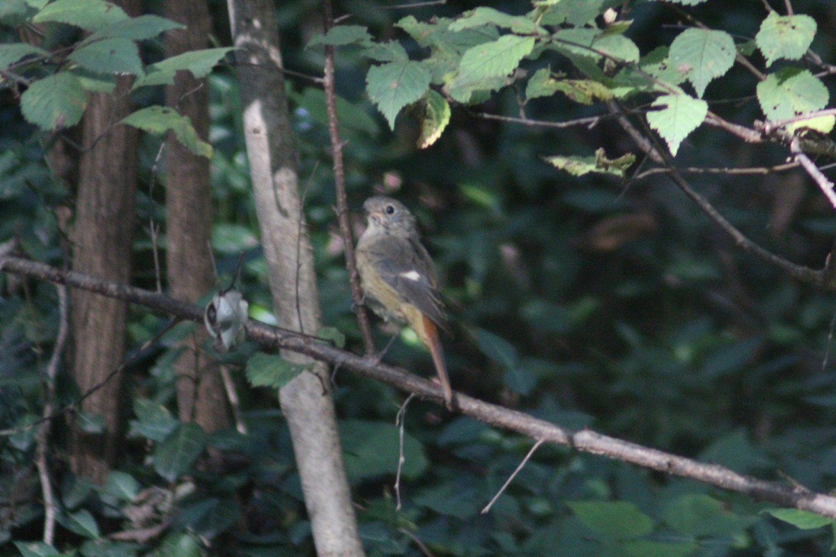 Daurian Redstart - ML642697668