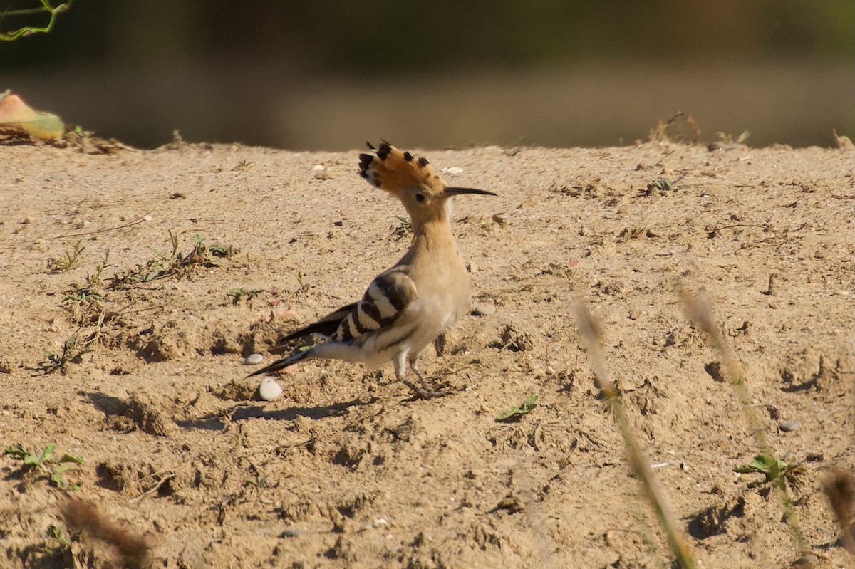 Eurasian Hoopoe - ML642697669