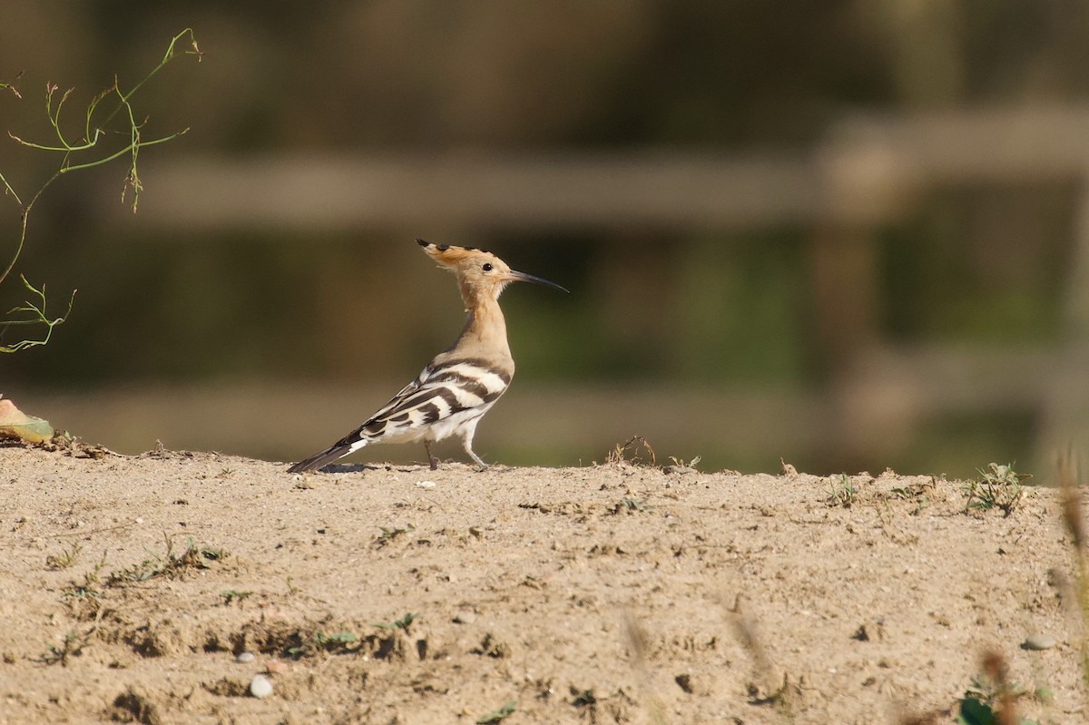 Eurasian Hoopoe - ML642697670