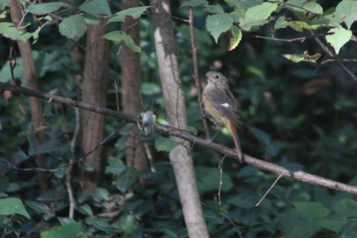 Daurian Redstart - ML642697671