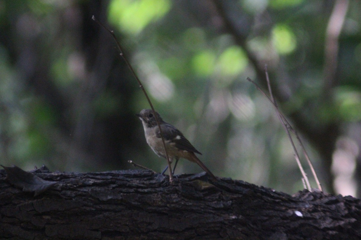 Daurian Redstart - ML642697672
