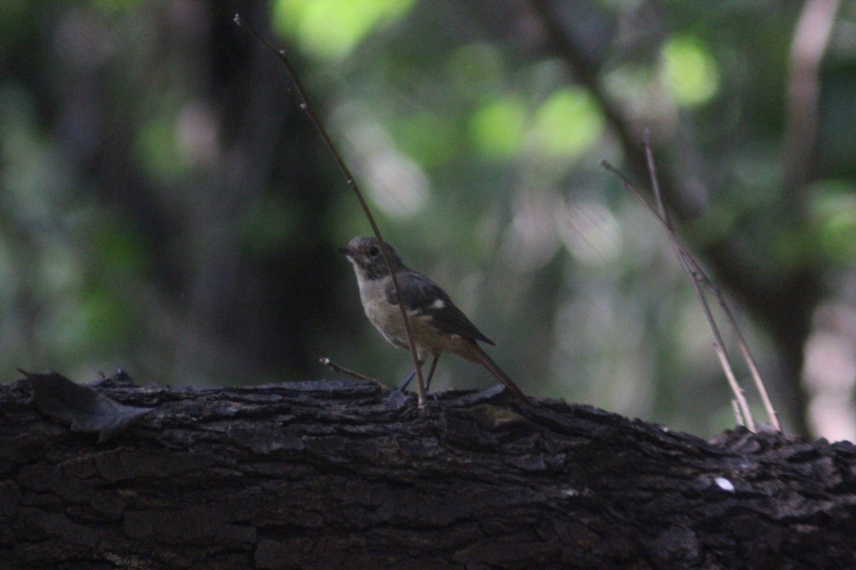 Daurian Redstart - ML642697673