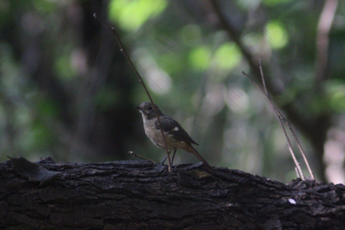 Daurian Redstart - ML642697674