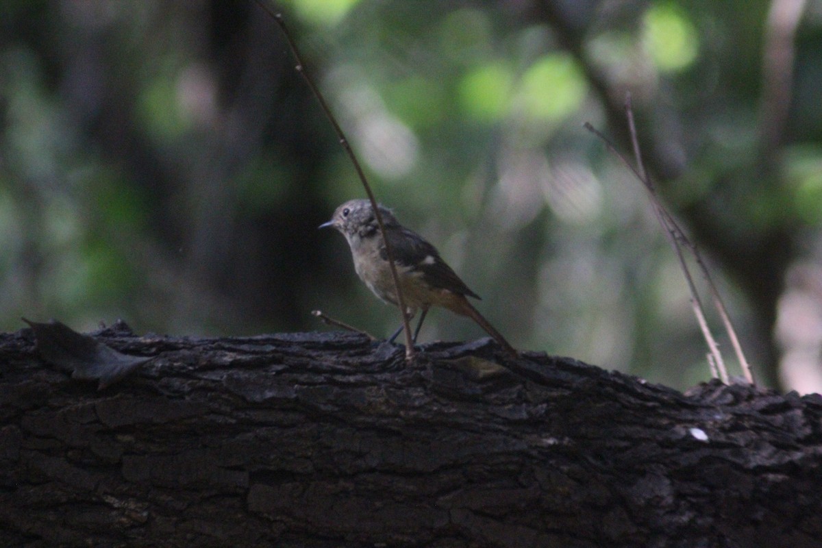 Daurian Redstart - ML642697675