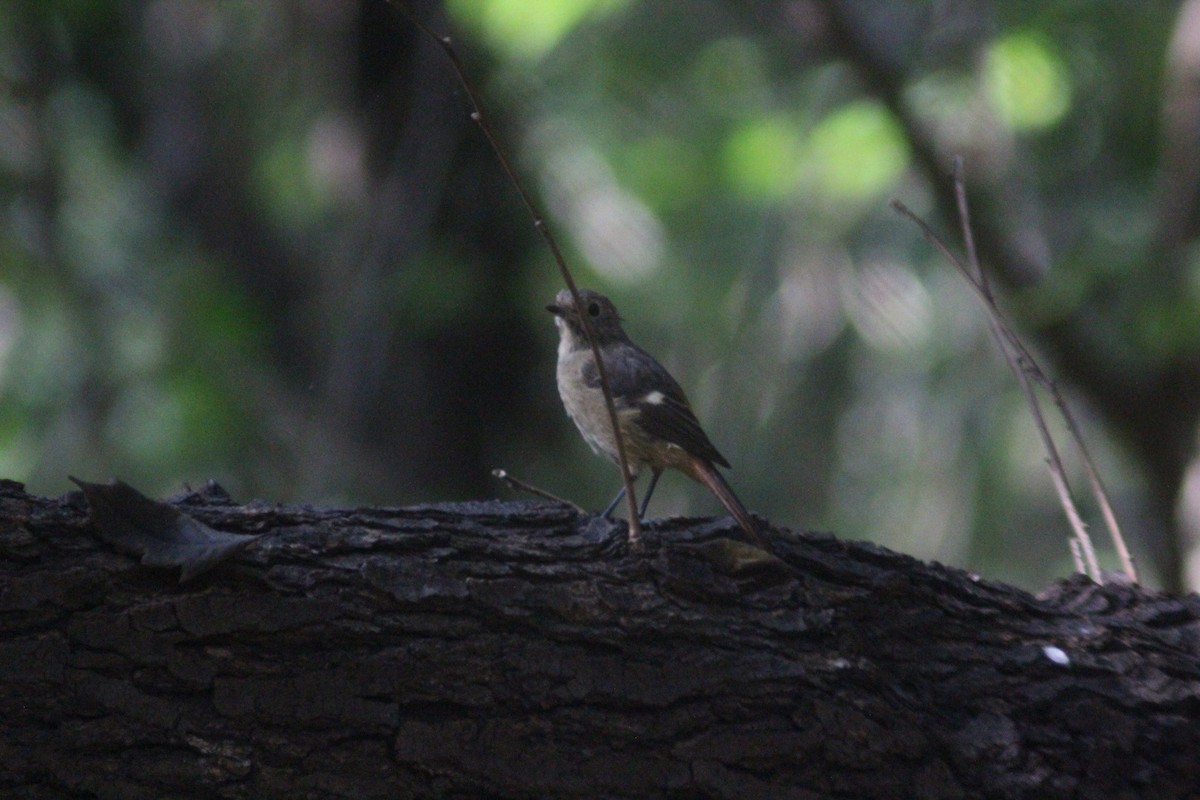 Daurian Redstart - ML642697676