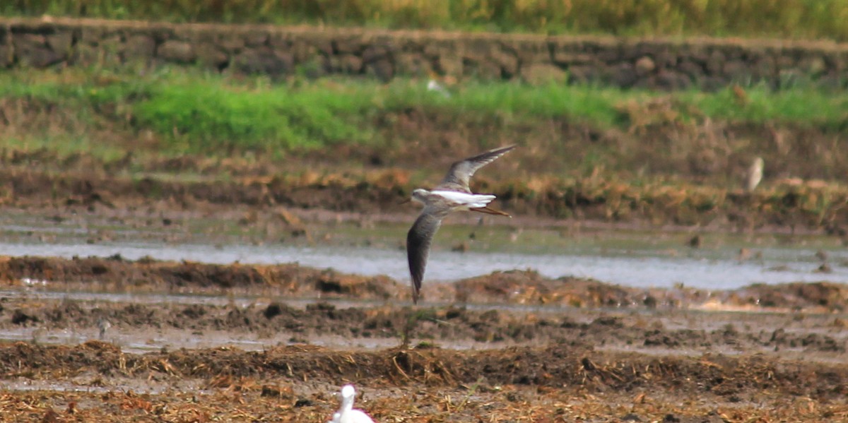 Common Greenshank - ML642697677