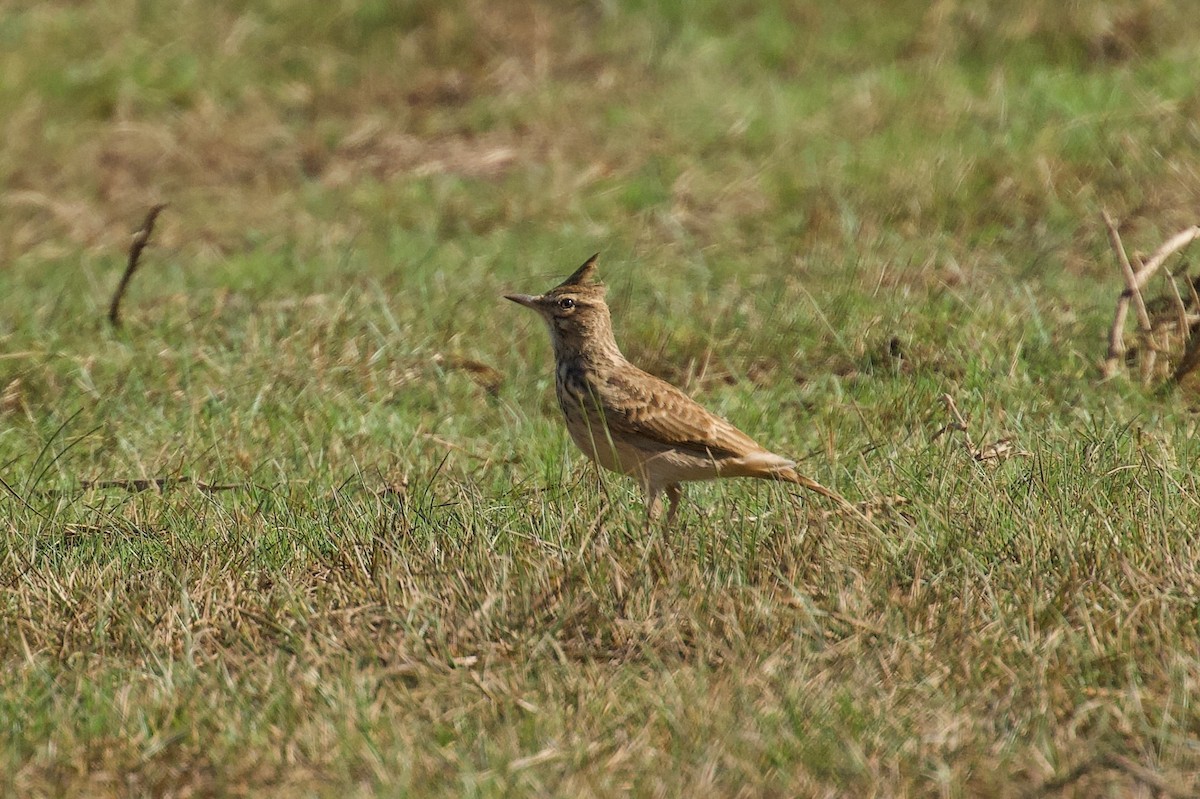 Crested Lark - ML642697678