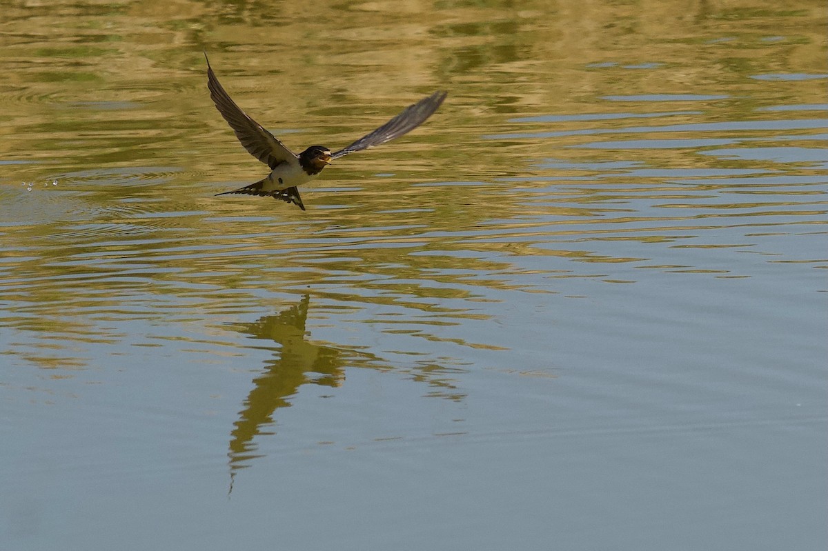 låvesvale - ML642697679