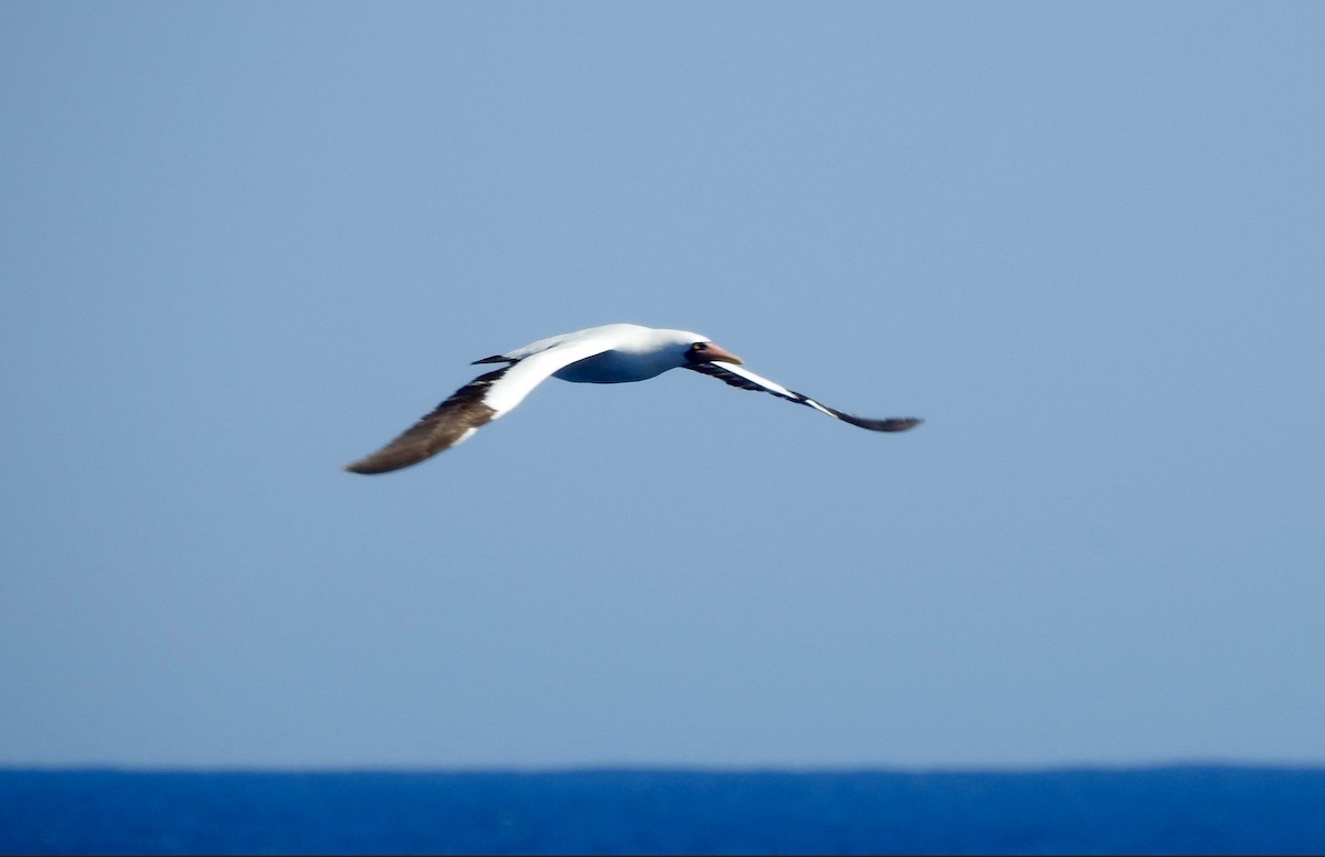 Nazca Booby - ML642697693