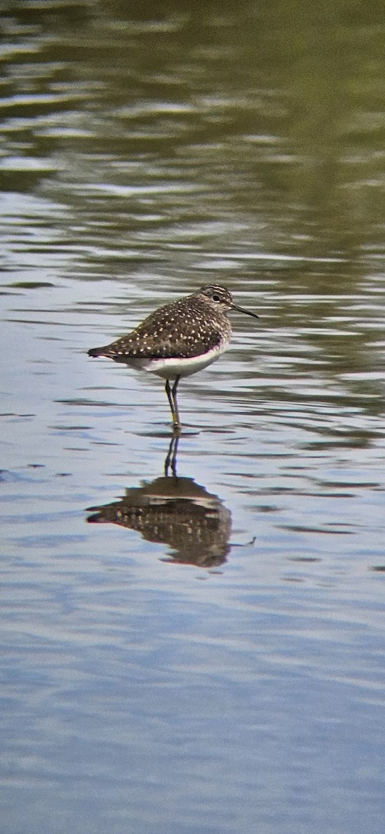 eremittsnipe - ML642697700