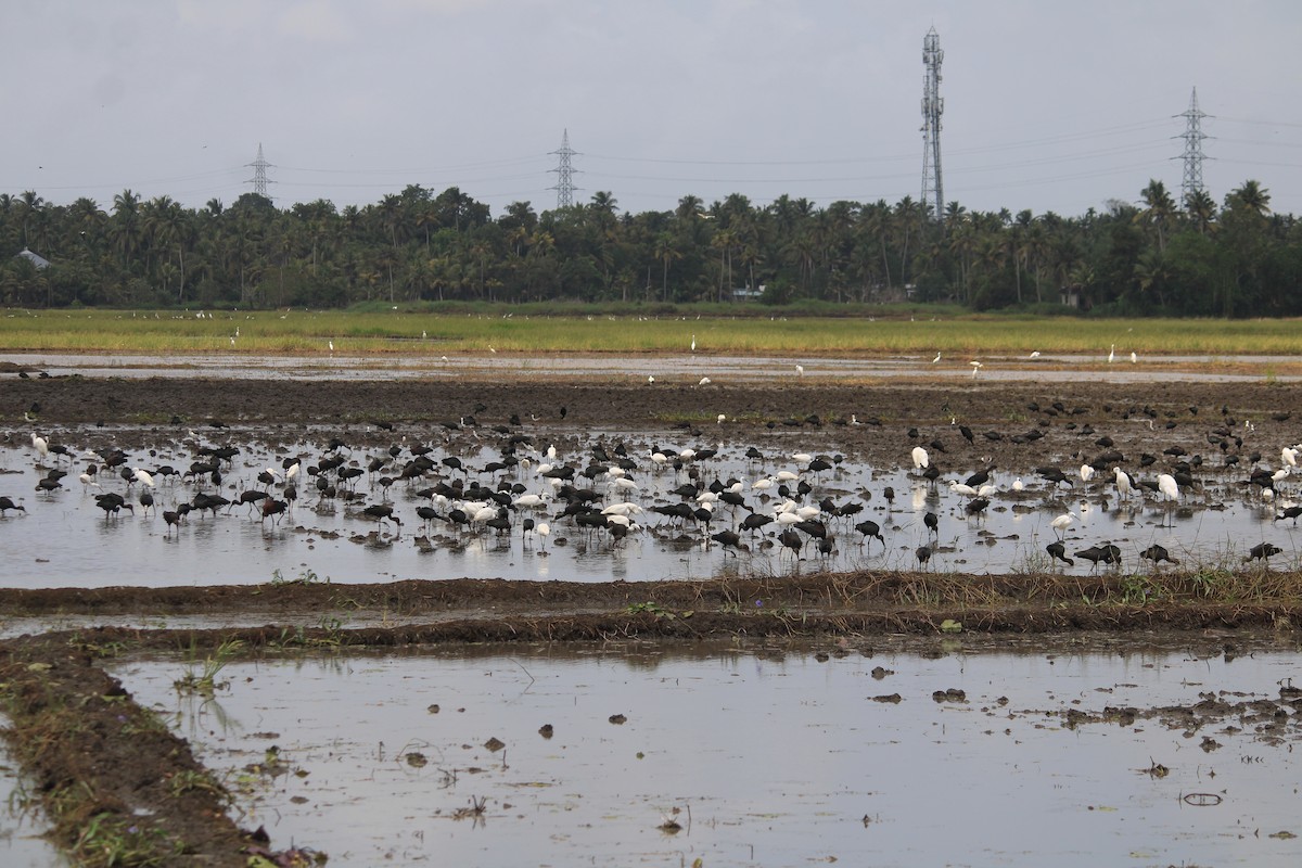 bronseibis - ML642697714