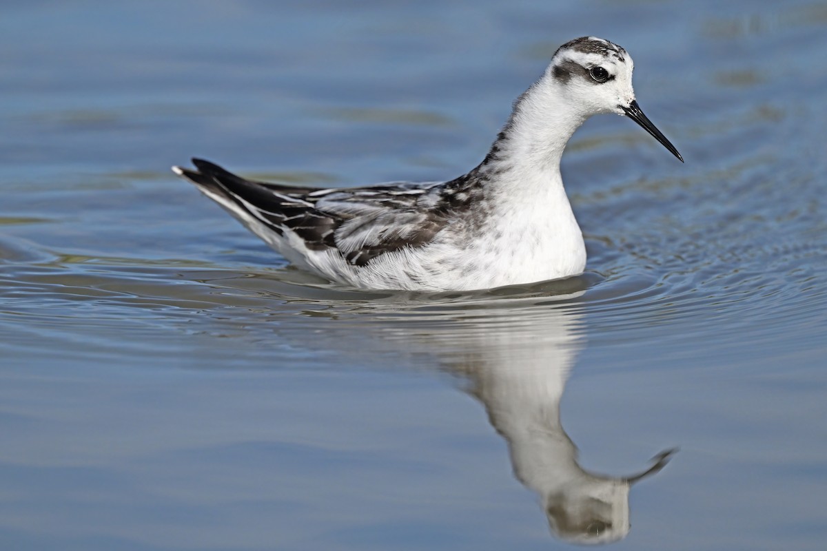 Phalarope à bec étroit - ML642697719