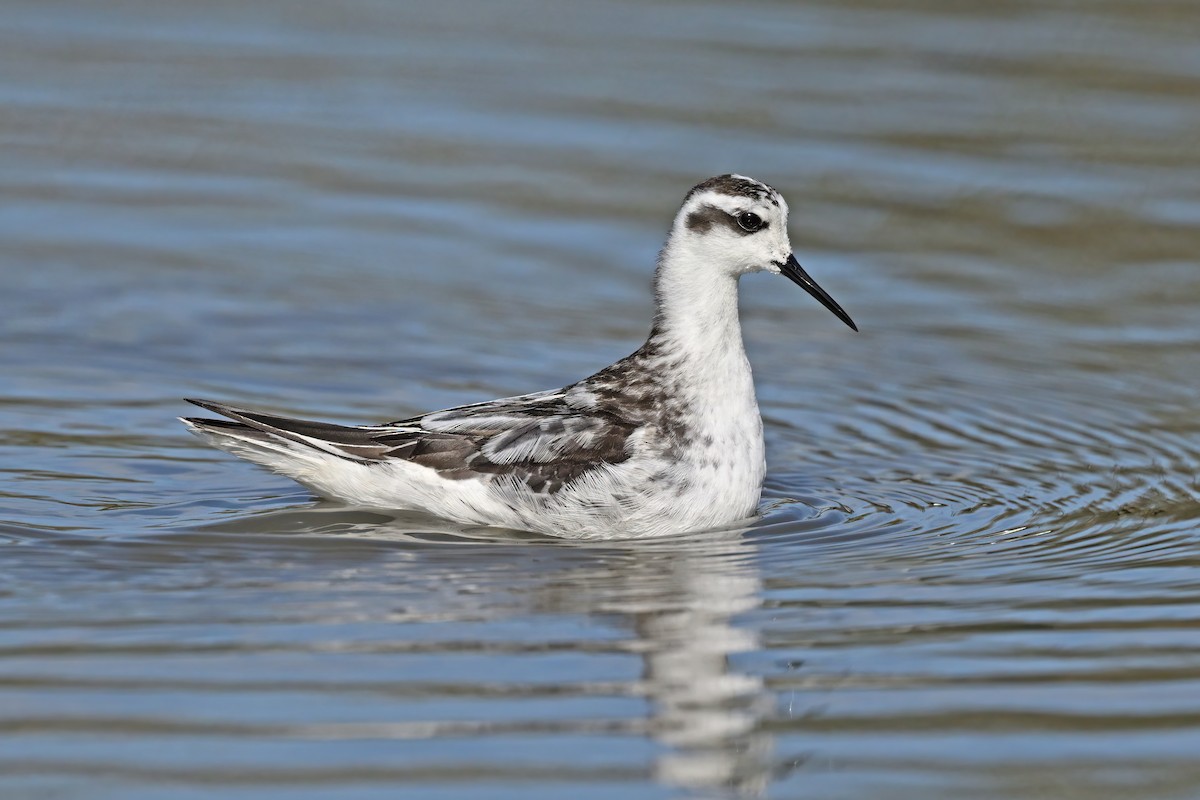 Phalarope à bec étroit - ML642697720