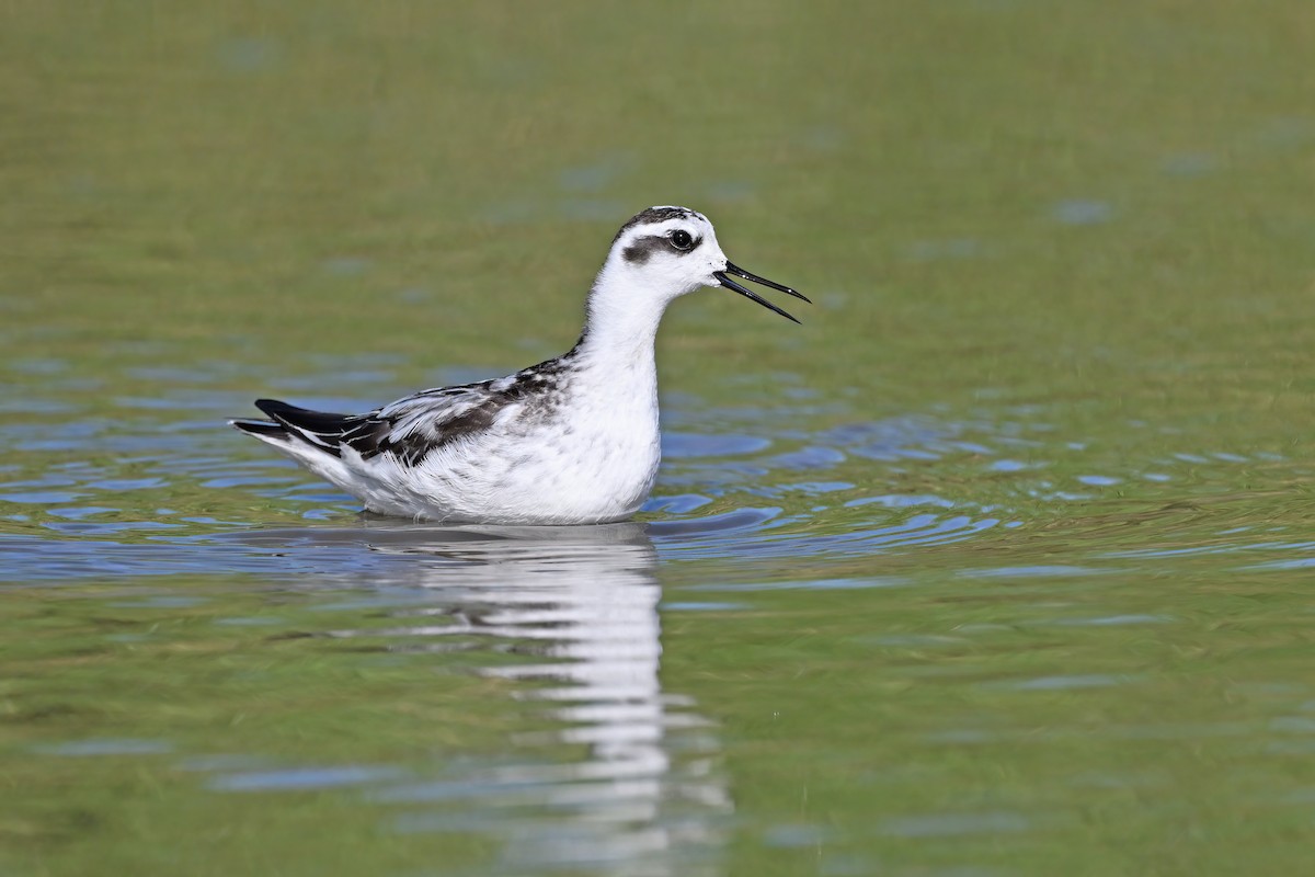 Phalarope à bec étroit - ML642697721