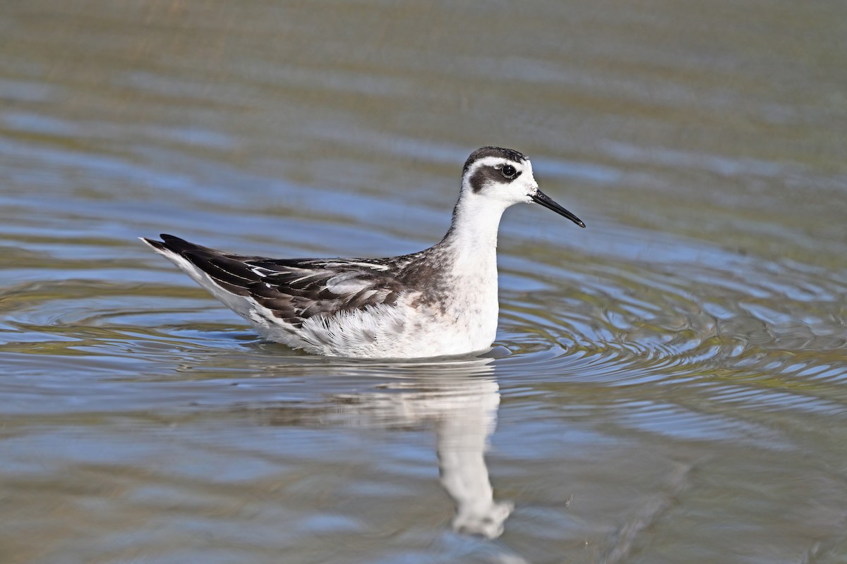 Phalarope à bec étroit - ML642697722