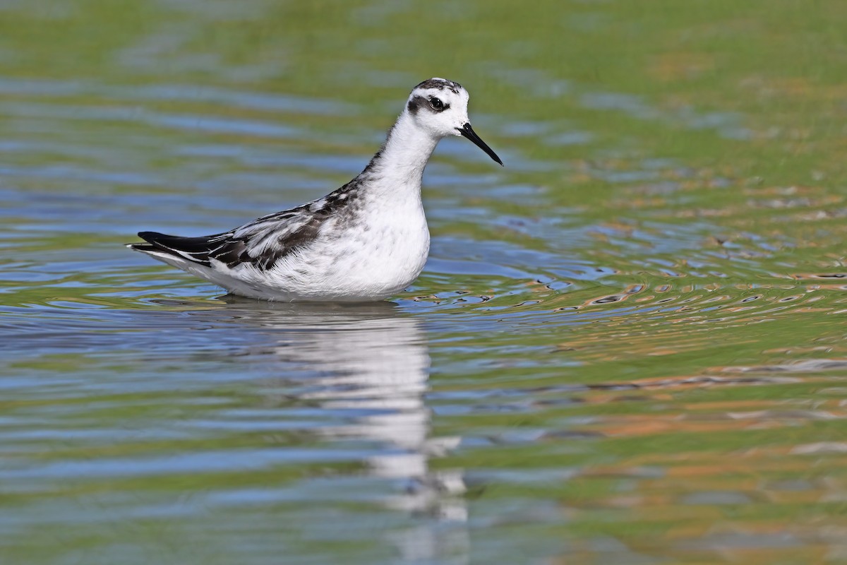 Phalarope à bec étroit - ML642697723