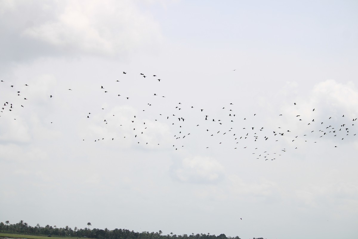 Ibis falcinelle - ML642697727