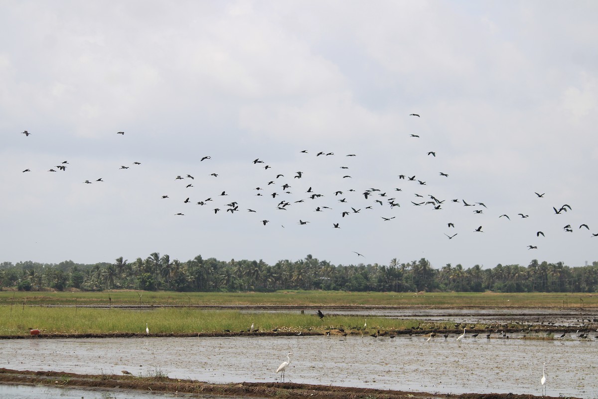 Ibis falcinelle - ML642697728