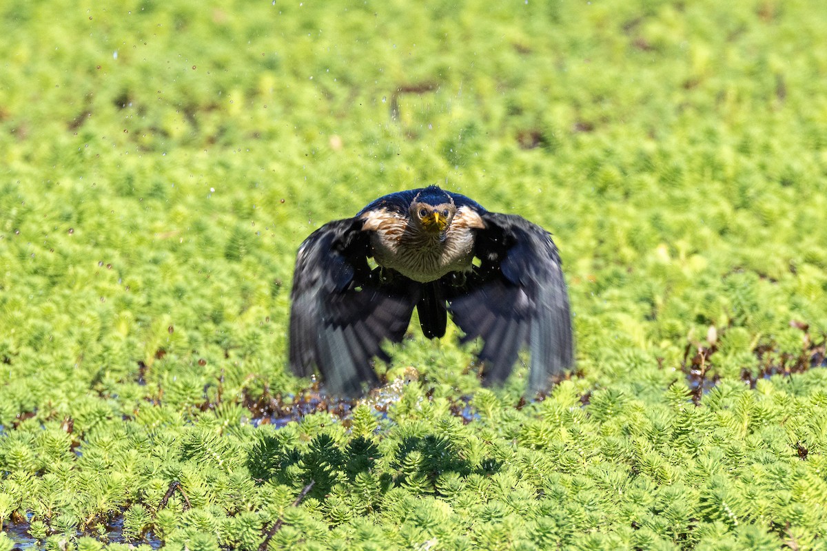 Cormoran pie - ML642697730