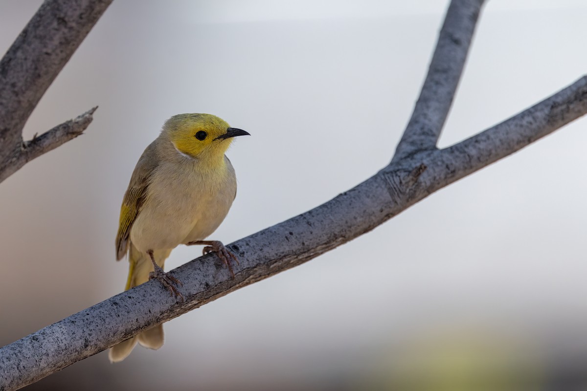 White-plumed Honeyeater - ML642697736