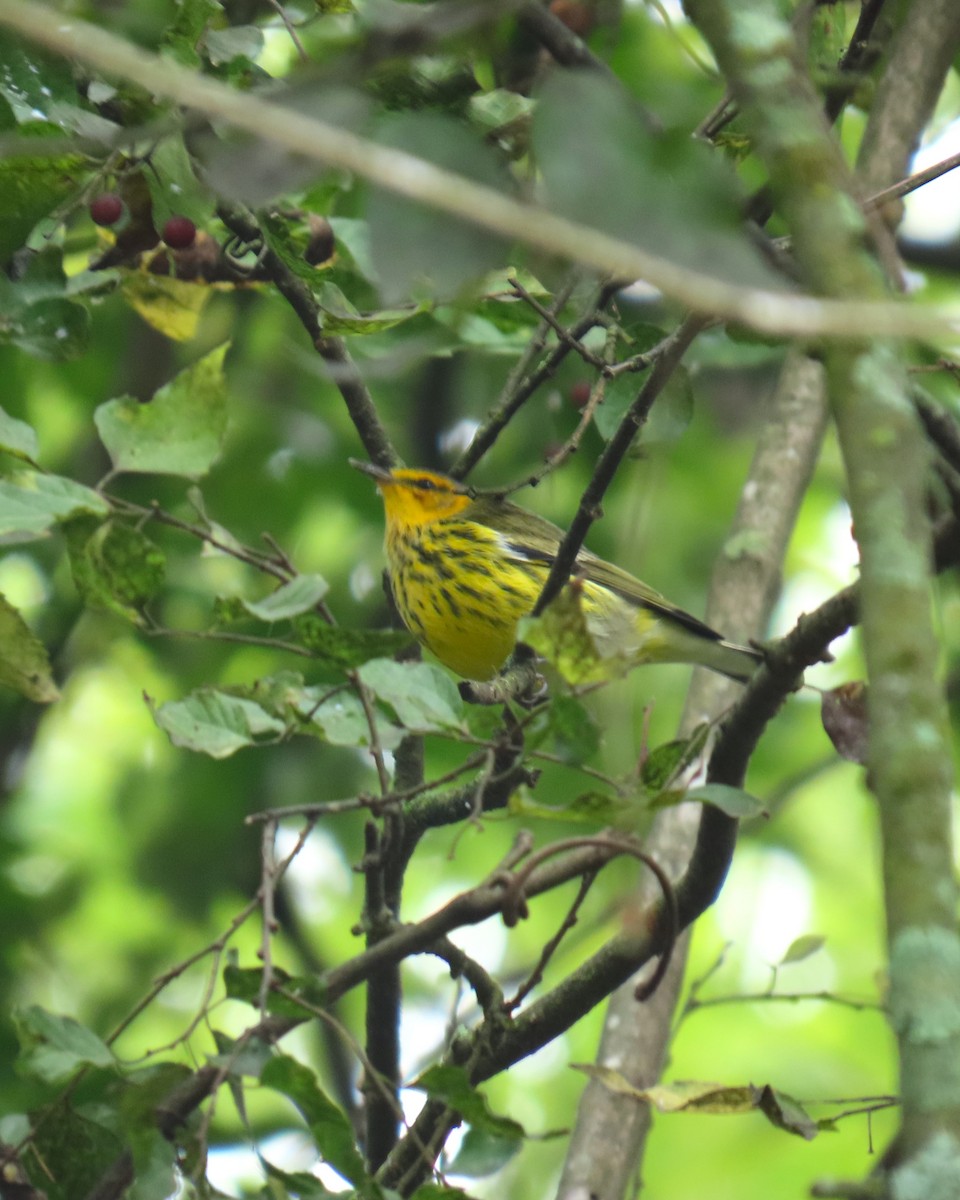 Cape May Warbler - ML642697755