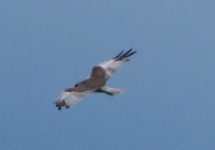 sivhauk - ML642697756