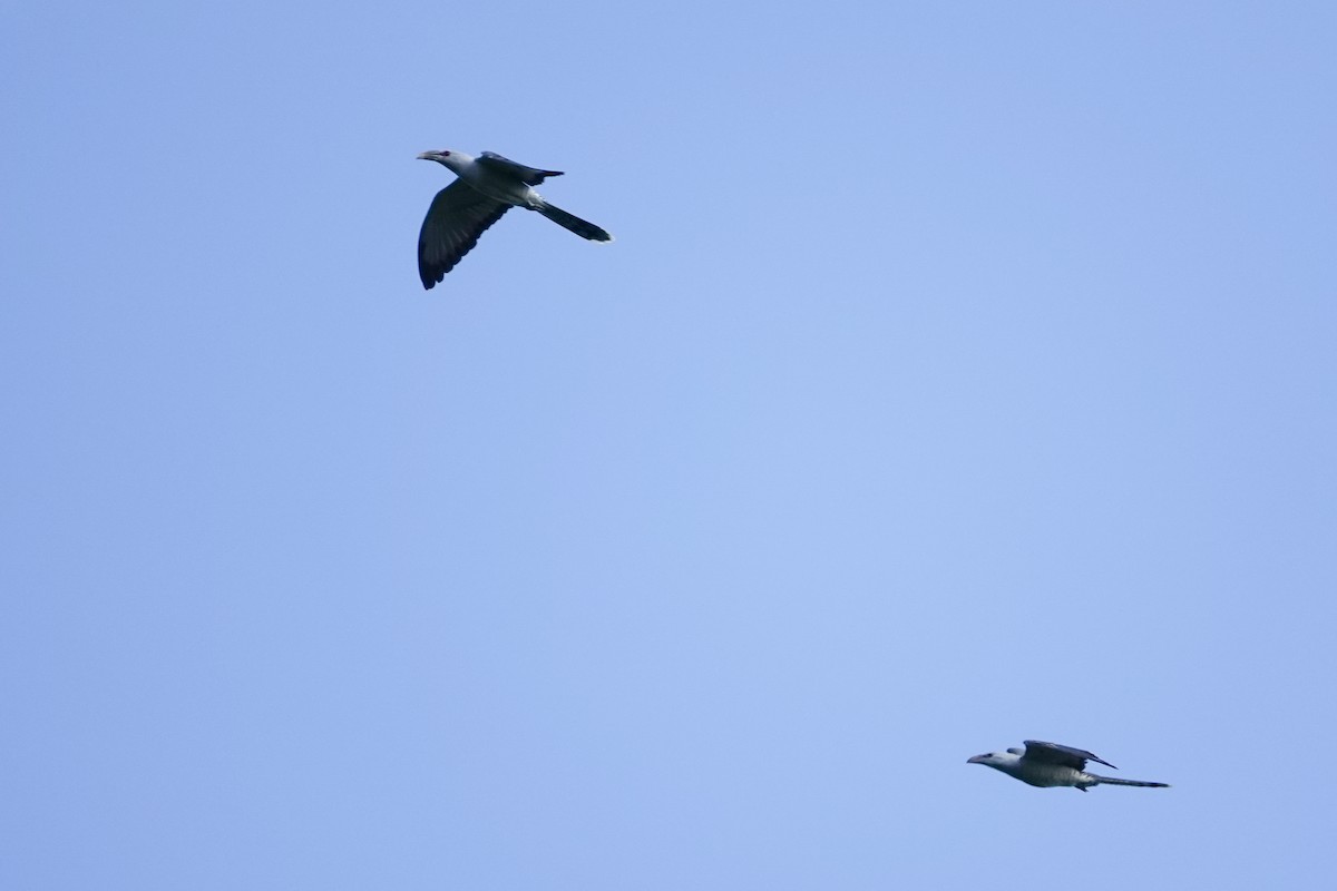 Channel-billed Cuckoo - ML642697768