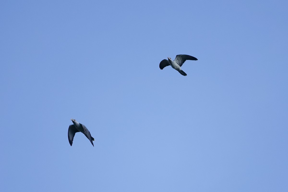 Channel-billed Cuckoo - ML642697769