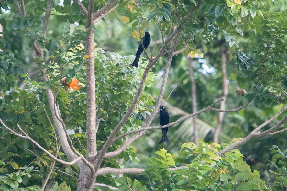 Hair-crested Drongo (White-eyed) - ML642697771