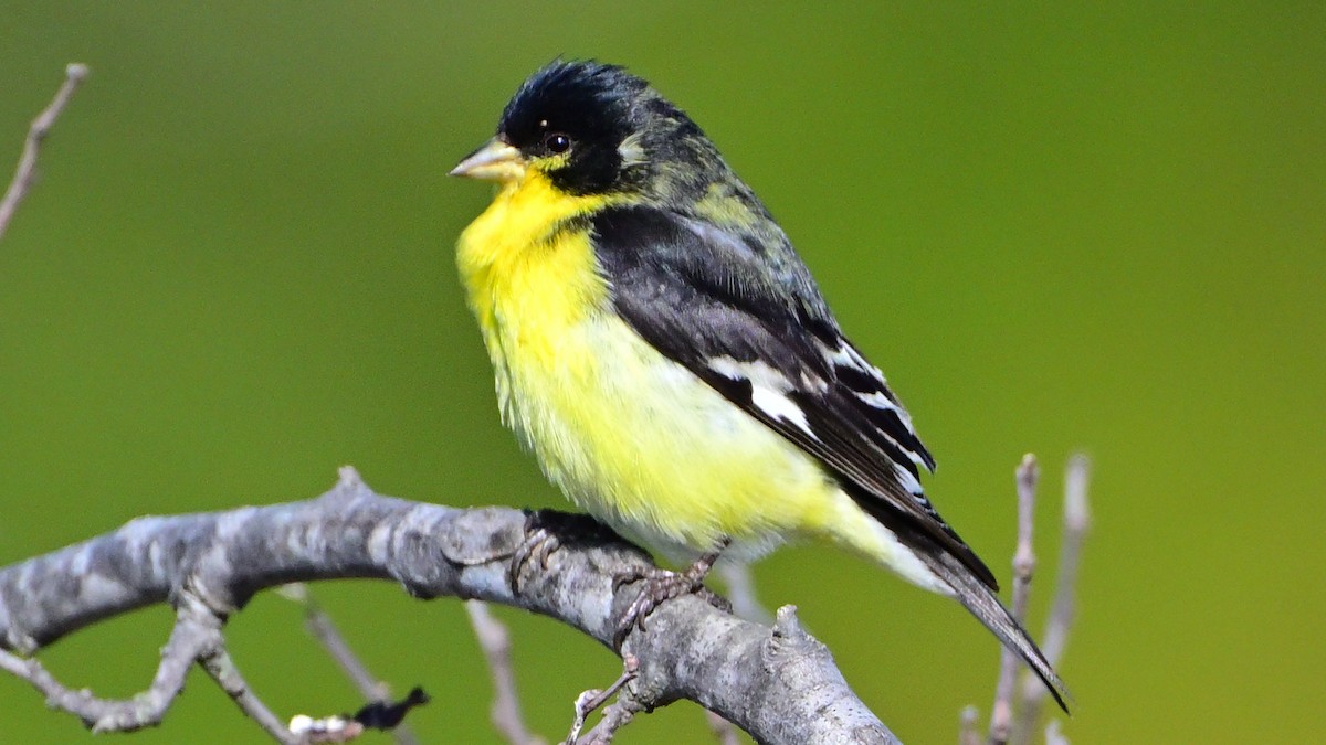 Lesser Goldfinch - ML642697783