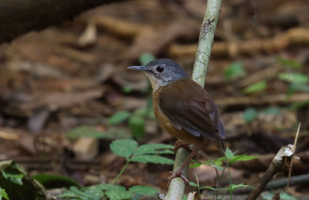 Ashy-headed Babbler - ML642697784