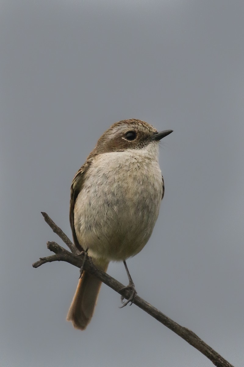 Gray Bushchat - ML642697786